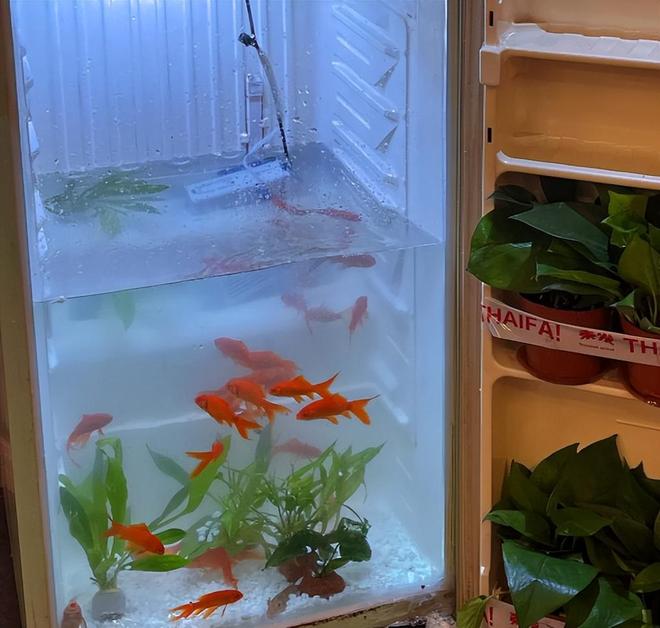 扔掉还浪费！不如留在家里妙用太多了z6尊龙网站废弃冰箱卖不了几个钱(图2)